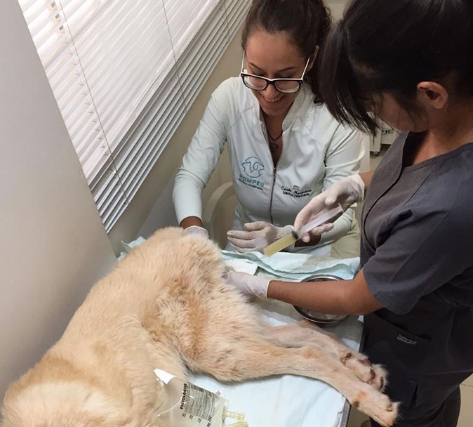 Atendimento a um cão na Pompeu